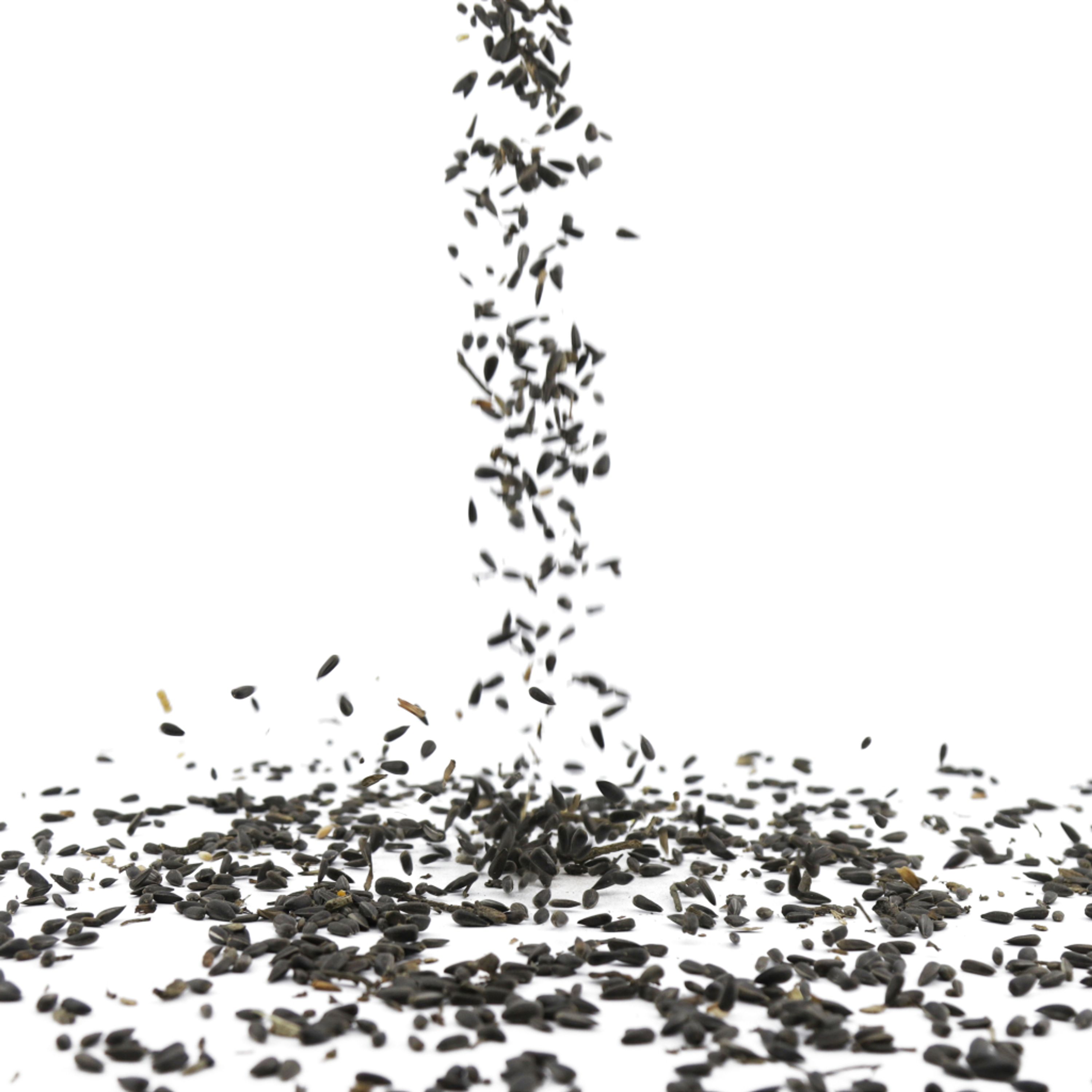 Green+ Schwarze Sonnenblumenkerne - 2,5 kg (biologischer Anbau) | Vogelfutter | CJ Wildlife